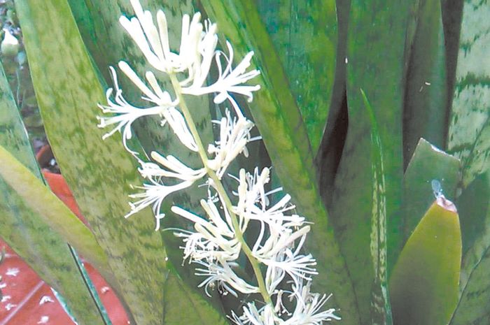 sanserveira - 1