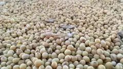 Entre Ríos le aportó 200.000 toneladas al mentado dólar agro