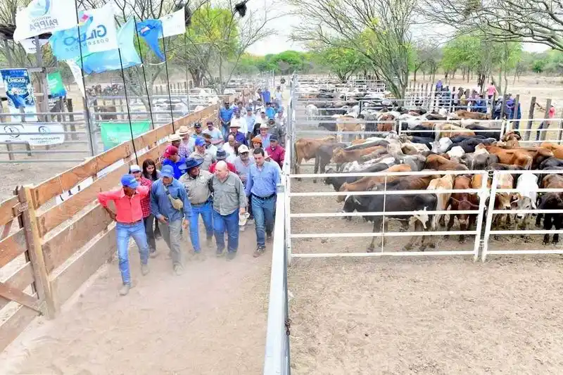 Harán remates ganaderos para descomprimir
campos afectados por crecida del Pilcomayo