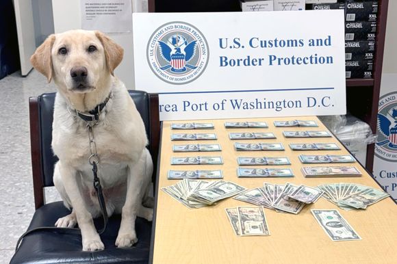 Brigada canina en el aeropuerto: Fuzz y Cigy detectan miles de dólares de contrabando