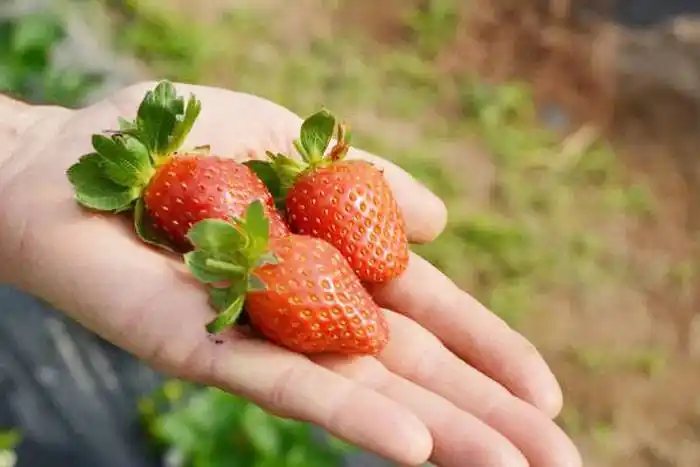 Manejo sustentable  en el cultivo de frutilla