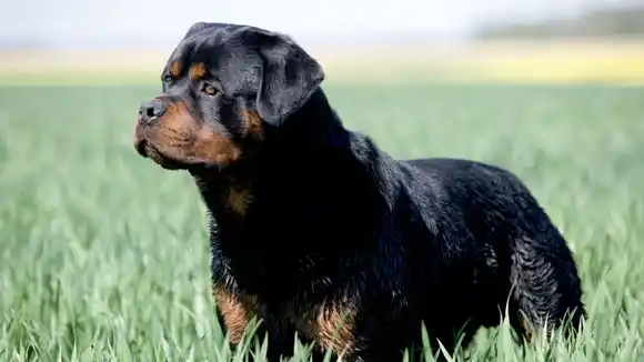 Dos rottweilers mataron a un nene de 2 años en una guardería clandestina: la niñera fue detenida