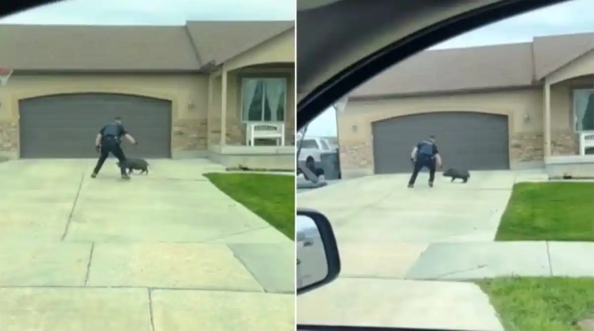 ¡PARA LO QUE QUEDARON! Policía persigue y captura a cerdito fugitivo mala conducta (VIDEO VIRAL)