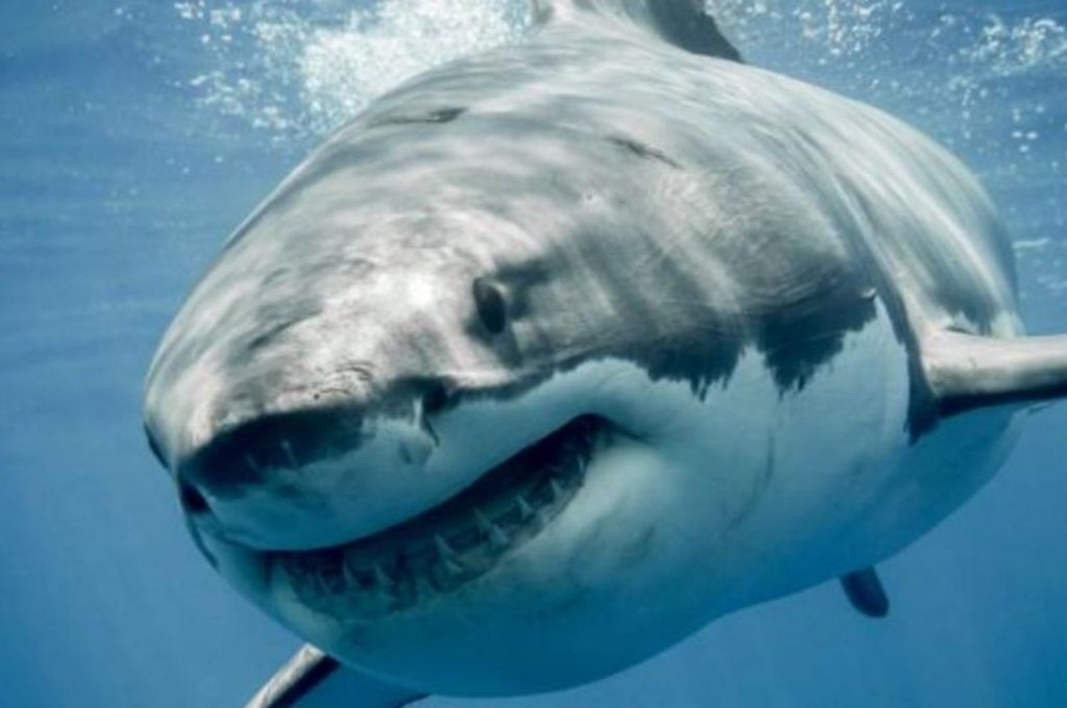 Pescan un tiburón de 142 kilos en la Escollera Sur de Mar del Plata