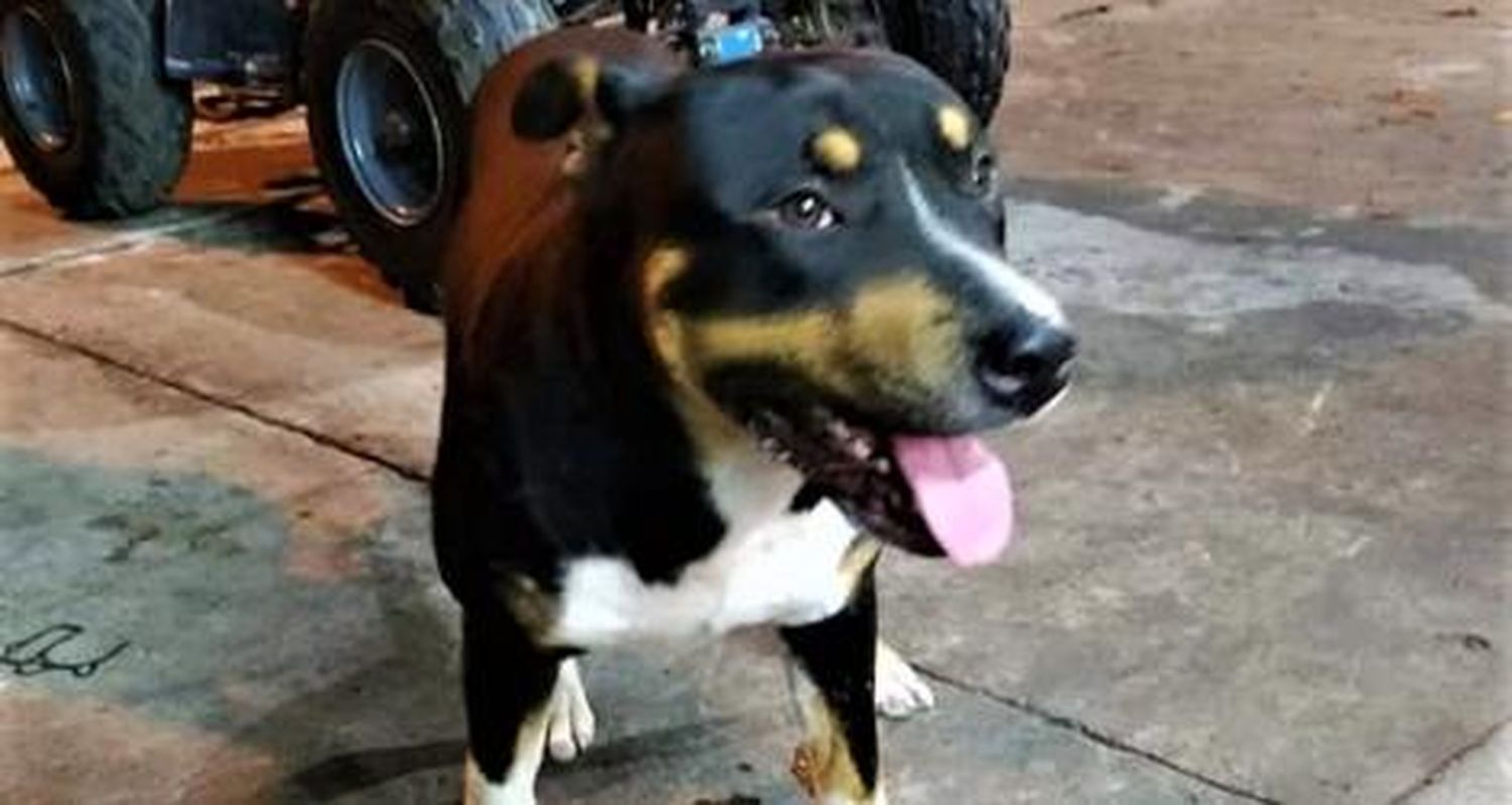 Buscan a Toro y ofrecen recompensa