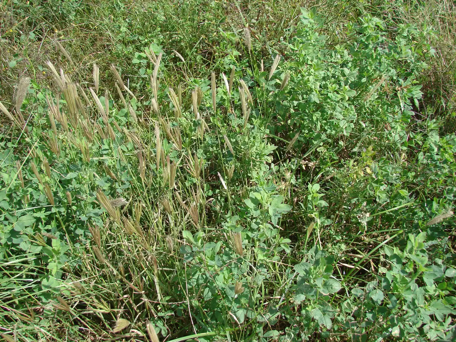Con el glifosato no alcanza para el control de malezas