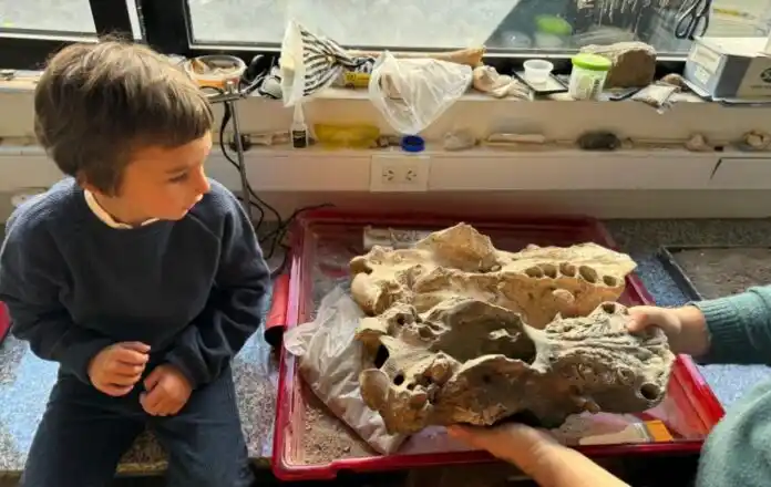 Un niño de cuatro años encontró el cráneo de un perezoso terrestre gigante extinto hace 15.000 años