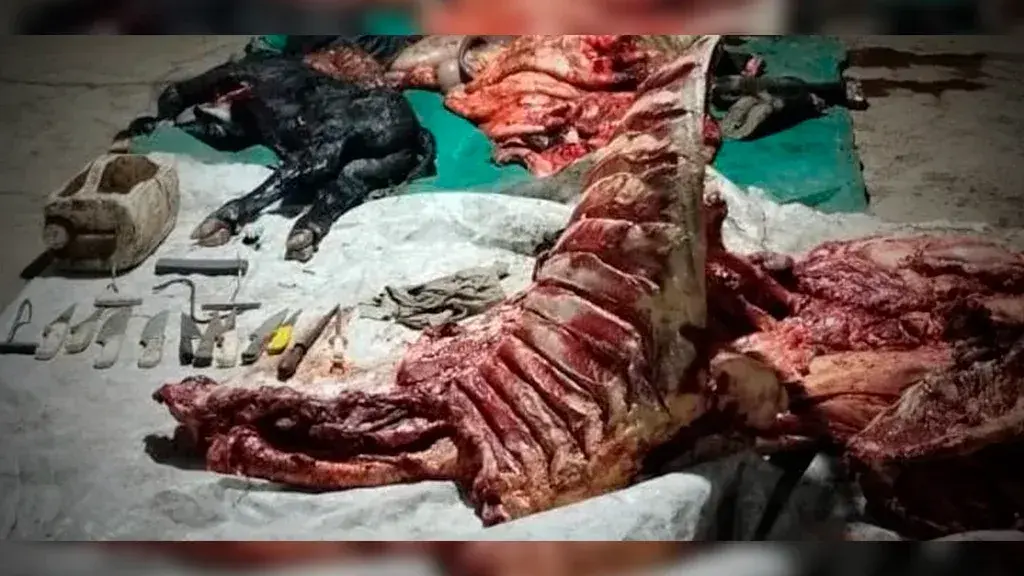 Los Pumas secuestraron armas, más de 200 municiones y 300 kilos de carne vacuna en dos operativos