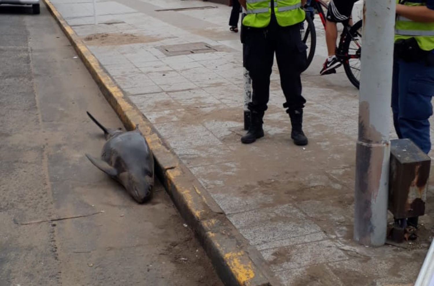 Apareció un delfín muerto sobre la vereda de San Martín y la Costa