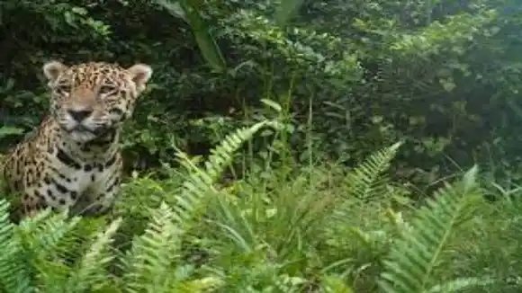 SE HA COMIDO OVEJOS, BECERROS Y HASTA TOROS: en los páramos de Táchira acecha un jaguar