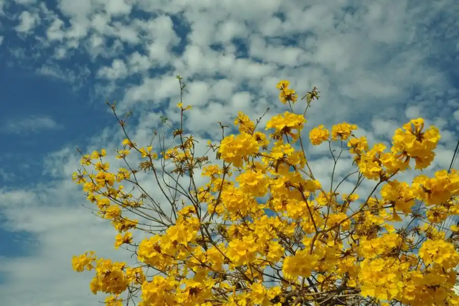 ¡Es viernes! Se viene un fin de semana cálido y con buen clima en la ciudad y la región