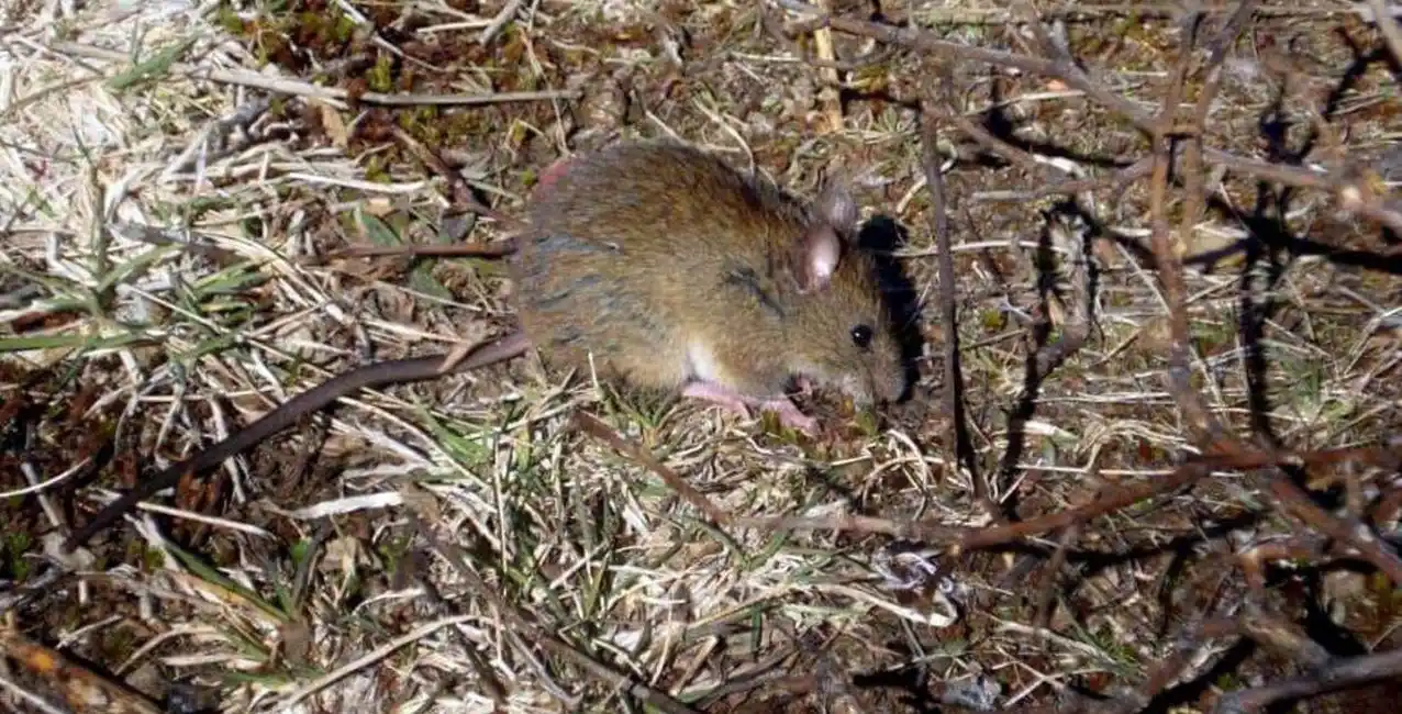 Detectan un caso de hantavirus en Chubut