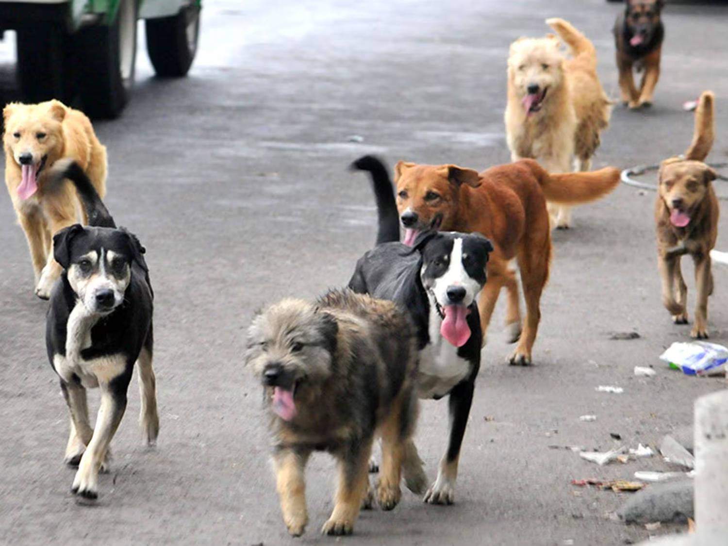 Presentaron un proyecto para crear una nueva ley de protección animal en territorio bonaerense