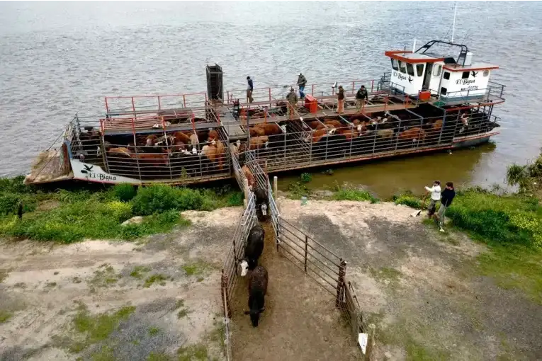 Evacuar ganado de las islas durante - 3