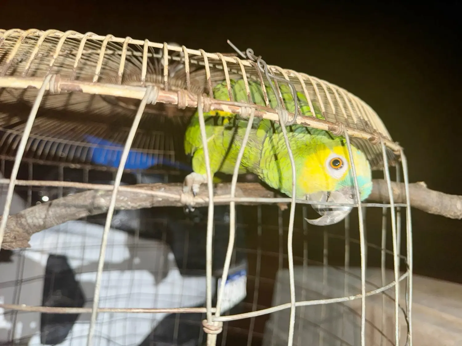 Investigaban amenazas y hallaron animales protegidos y cannabis