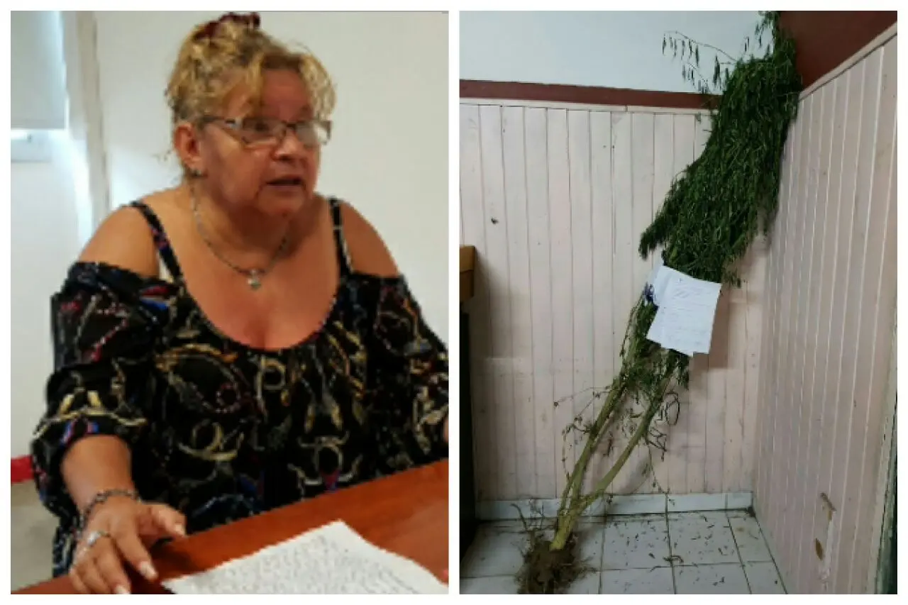 Habló la concejala que tenía una planta de marihuana: "Estoy en contra de la droga"