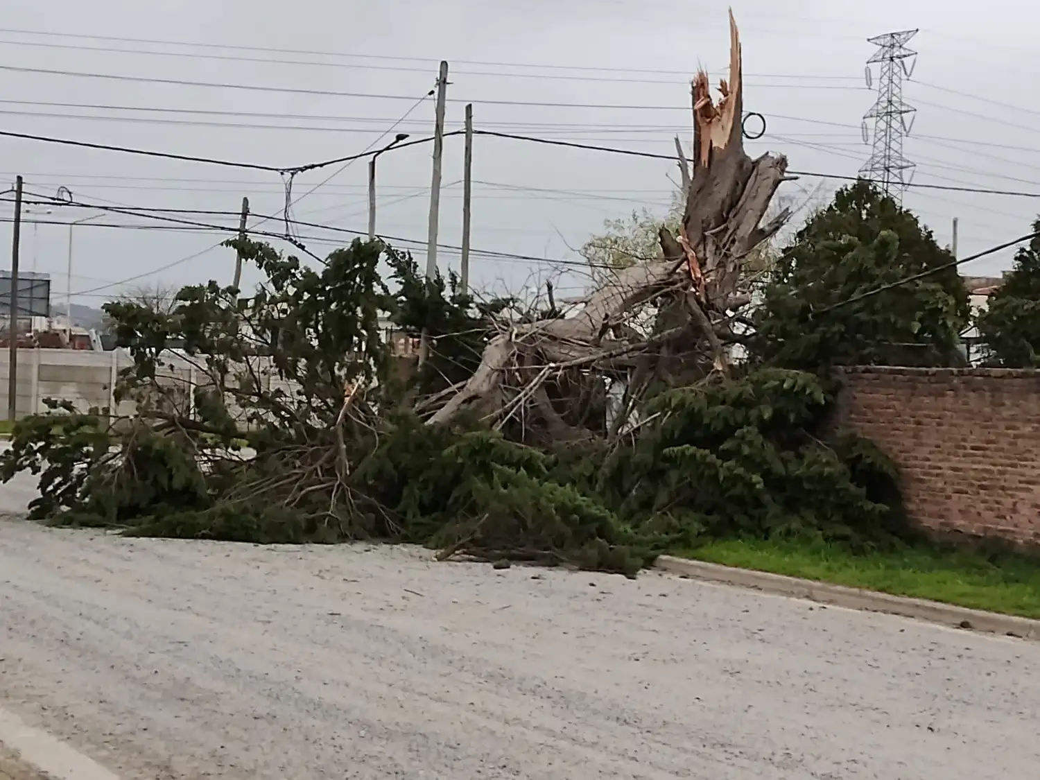 El fuerte viento provocó caída de árboles, daños y cortes de luz en distintos sectores de la ciudad