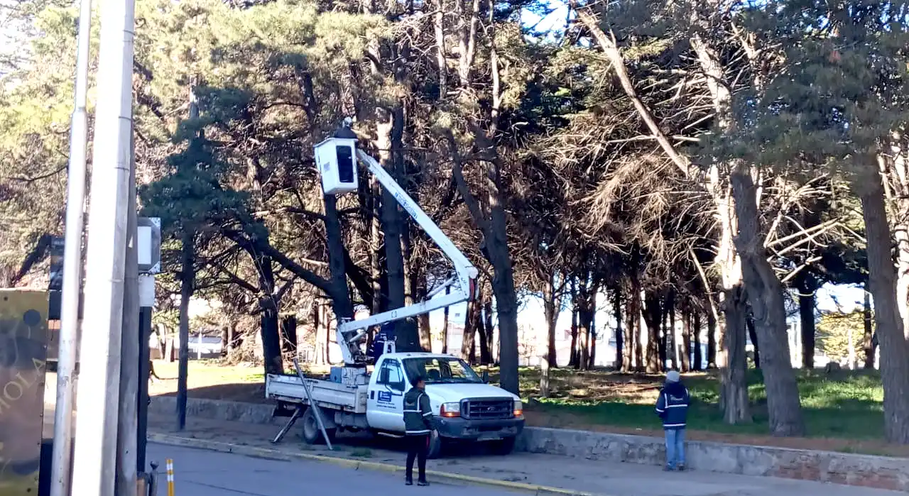 Parque: extraen árboles en el sector de calle 89 entre 4 y 6