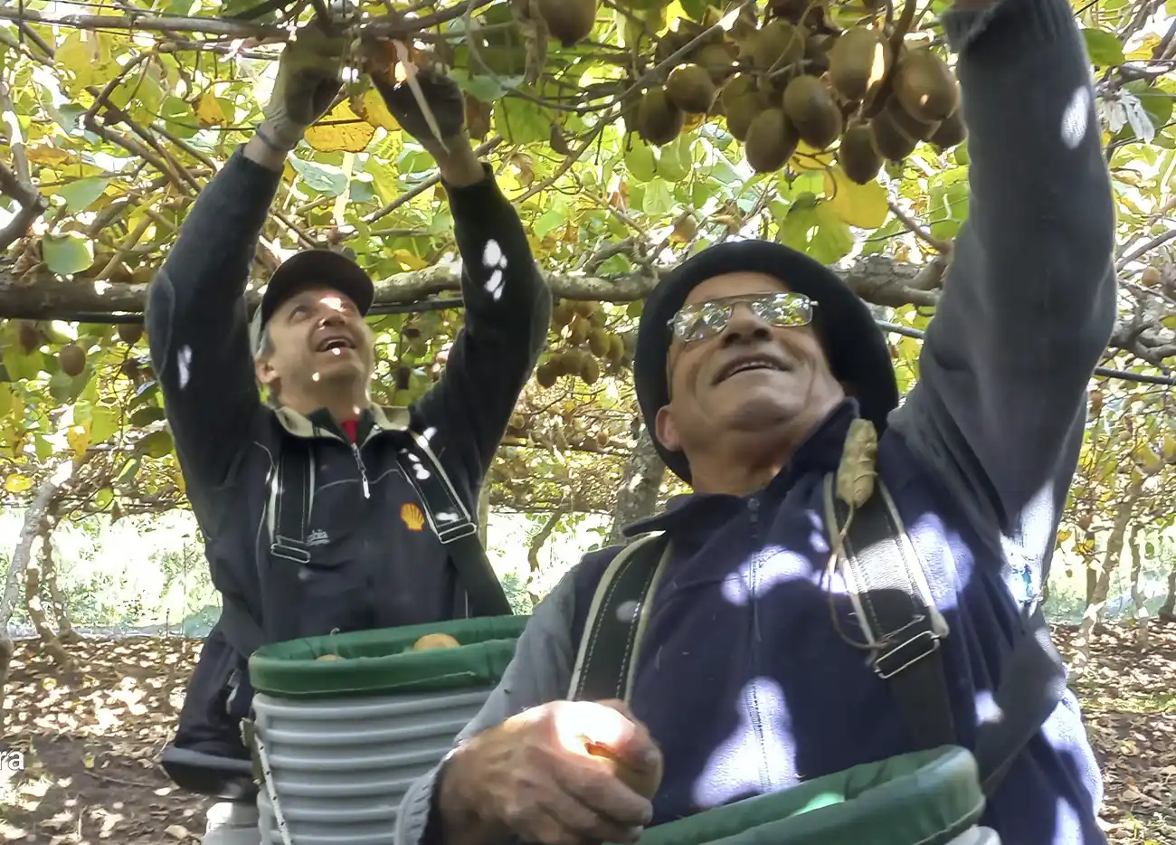 Comparten en experiencias como  cosechero por un día, que invita a recorrer las plantaciones por la llamada “Ruta de la vitamina c”, con cultivos como limón, lima, naranja, mandarina y por supuesto, kiwis