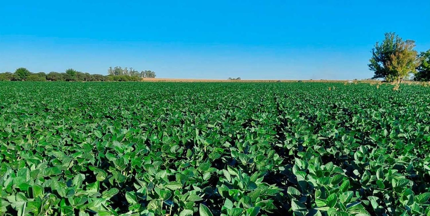 El campo expectante, entre los impuestos y la falta de lluvias.