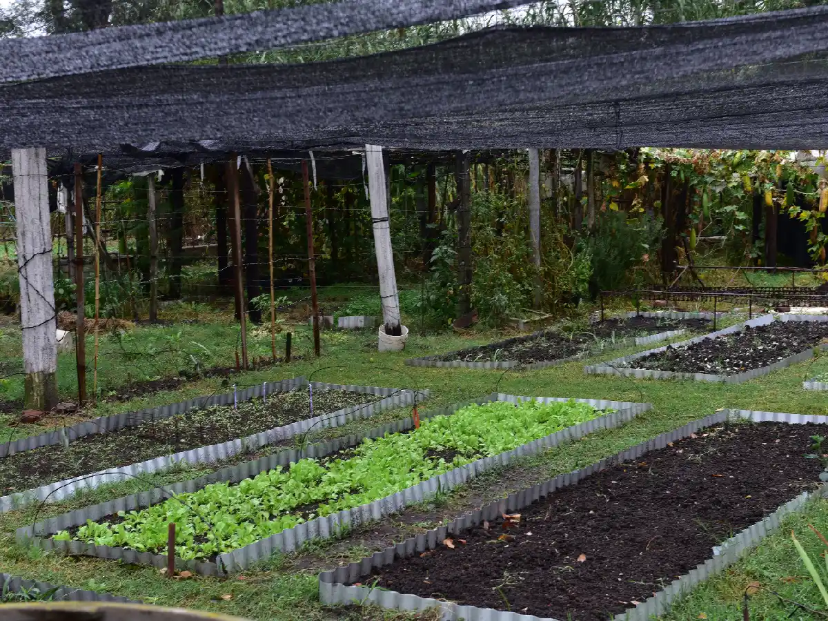 INTA: Estiman que el presupuesto del Prohuerta "se verá fortalecido en 2021"