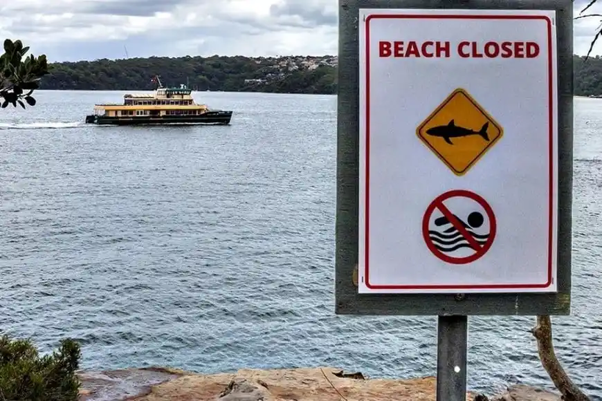 En los últimos días se registraron otros encuentros con tiburones en la región