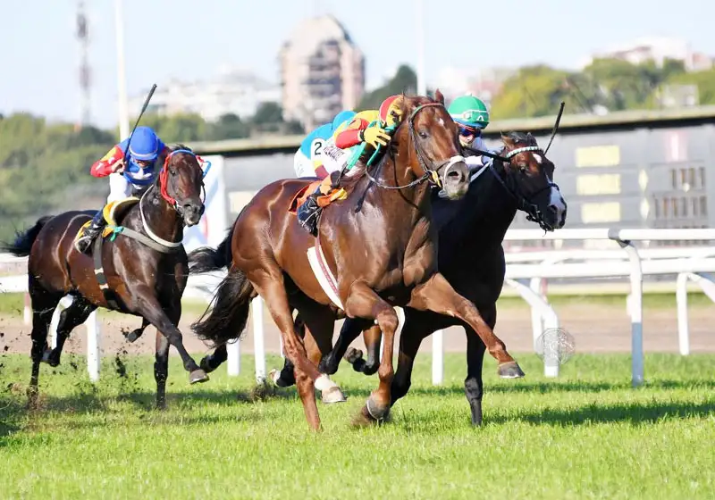 Domingo 6: Actividad Hipódromo de San Isidro