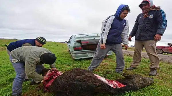 Un grupo de vecinos faenó las vacas que murieron tras un vuelco 