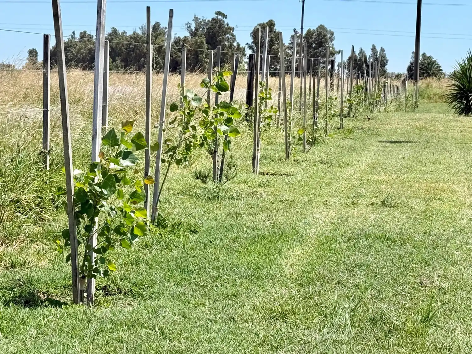 Se plantaron ejemplares en la ciudad cabecera, en la Planta de Reciclado, en el balneario y también en Ochandio