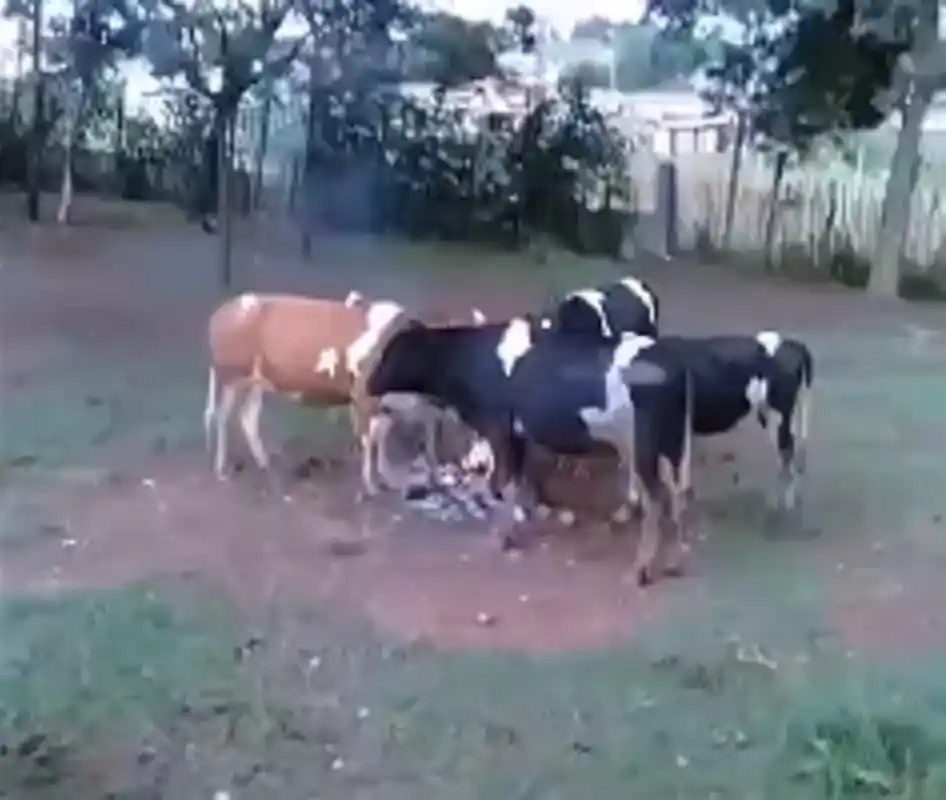 Senasa emite recomendaciones para el cuidado de animales de producción ante las bajas temperaturas