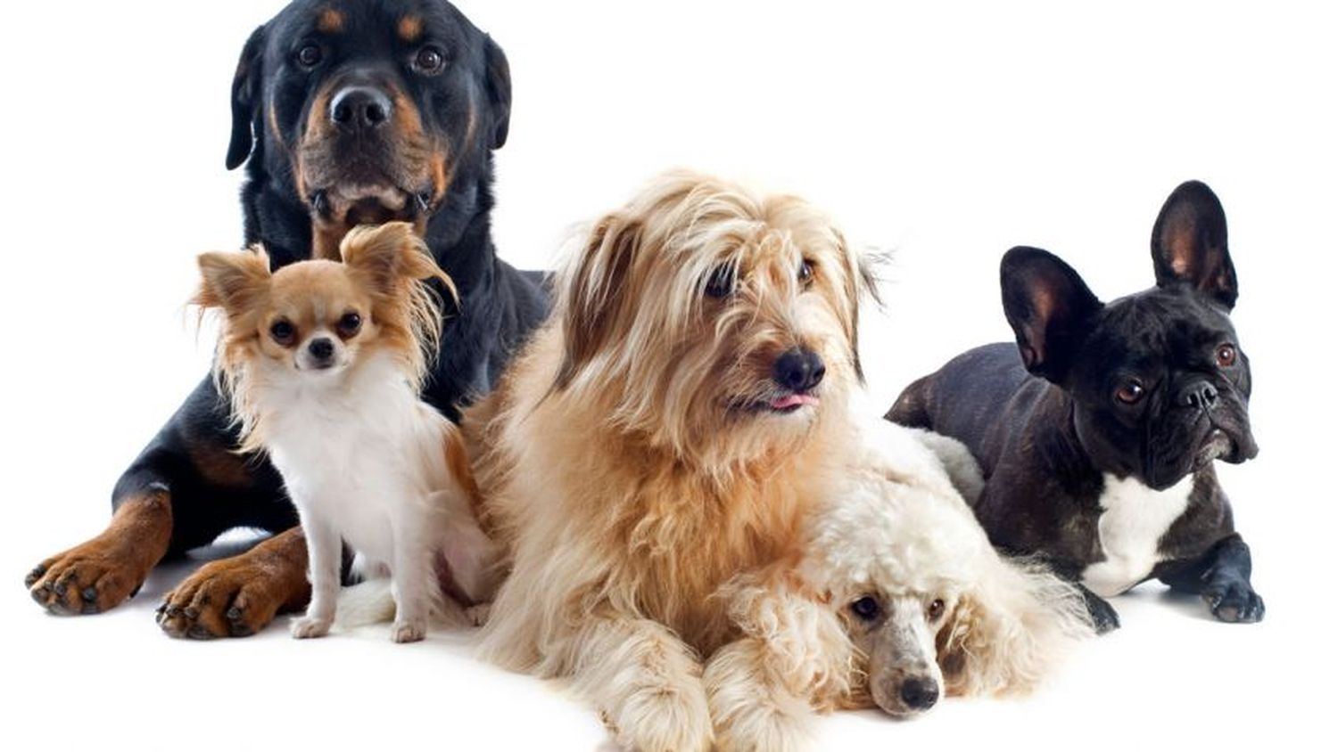 Tomas Diaz: veterinarios se juntan solidariamente en tiempos de pandemia|Cosas que pasan