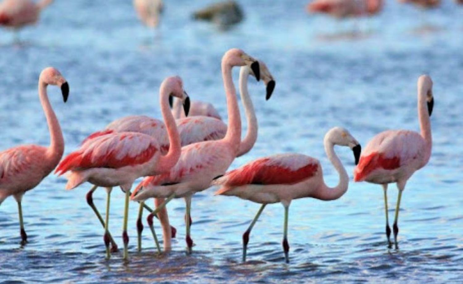 Proyecto para proteger el hábitat de los flamencos en Campo Andino