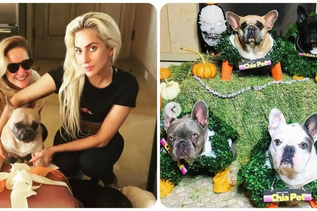 A diez días de recuperar a sus perros, Lady Gaga no paga la recompensa