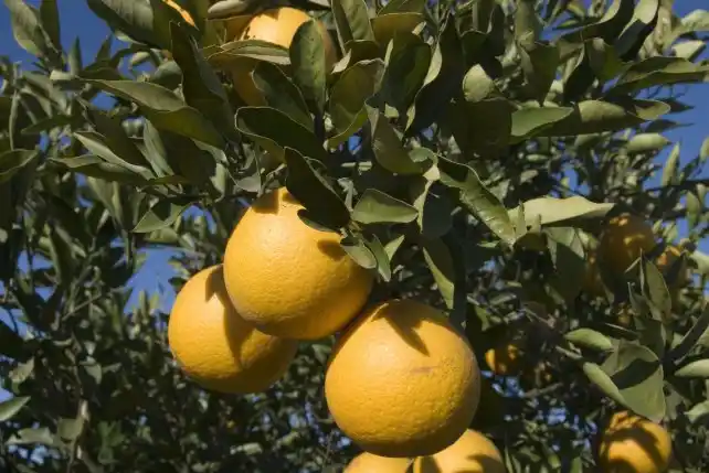 Citricultores reclaman por la Ley de Emergencia y medidas "urgentes"