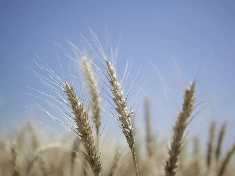 La molienda de trigo subió 8% en el primer bimestre