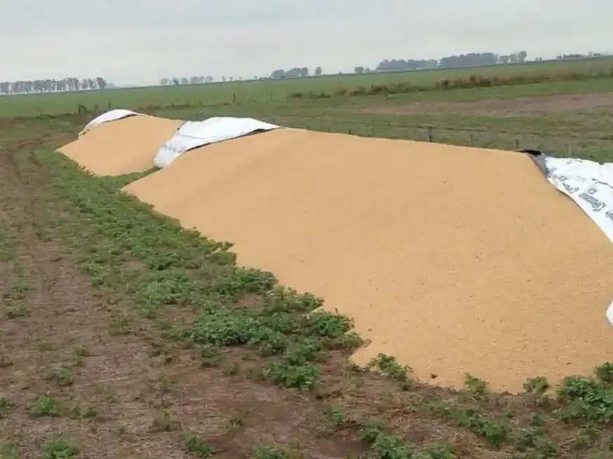 Buscan penas más severas contra ataques a la producción agropecuaria.