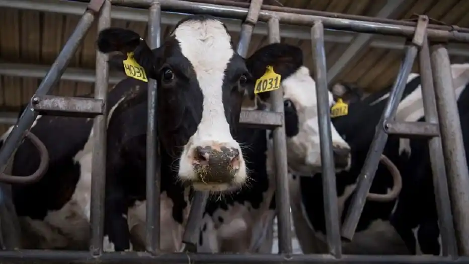 Los empresarios ganaderos y lecheros se preparan para incrementar la producción