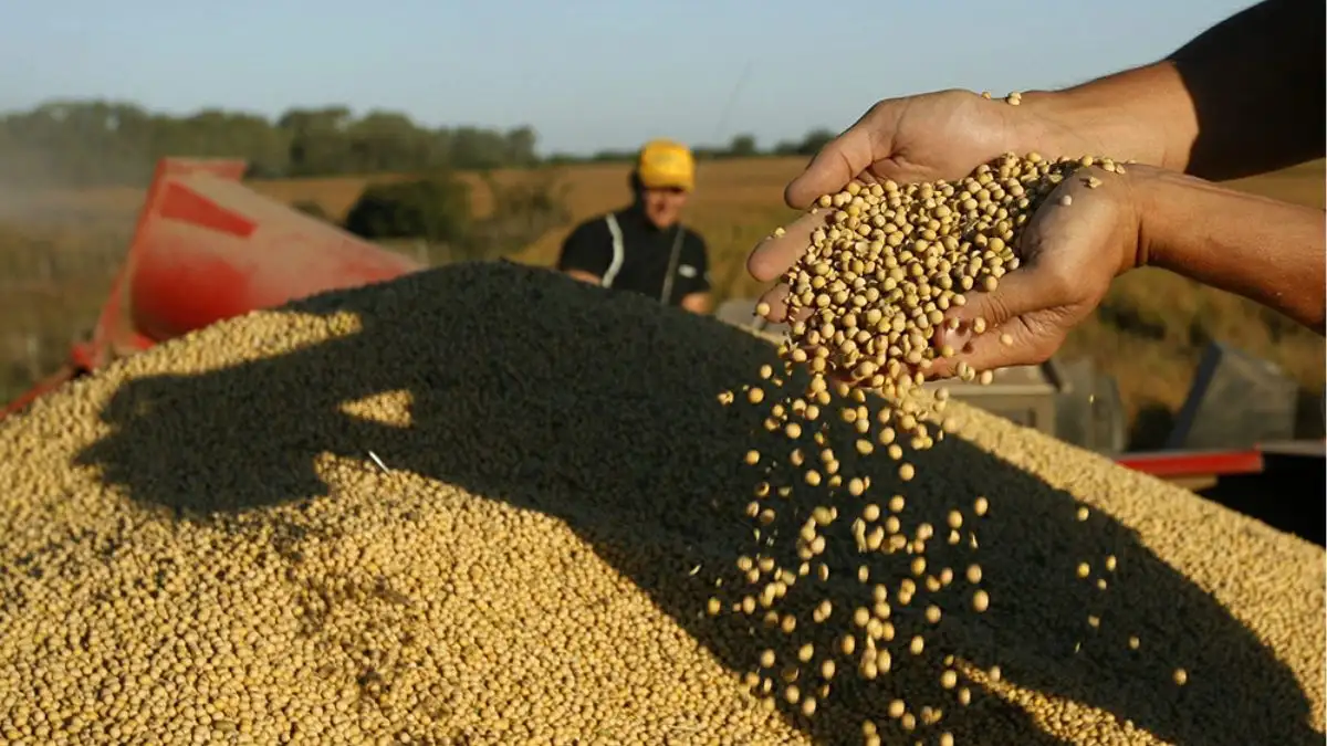 El precio del grano subió $5.000, mientras que el monto ofrecido por la industria y la exportación fue de $190.000.