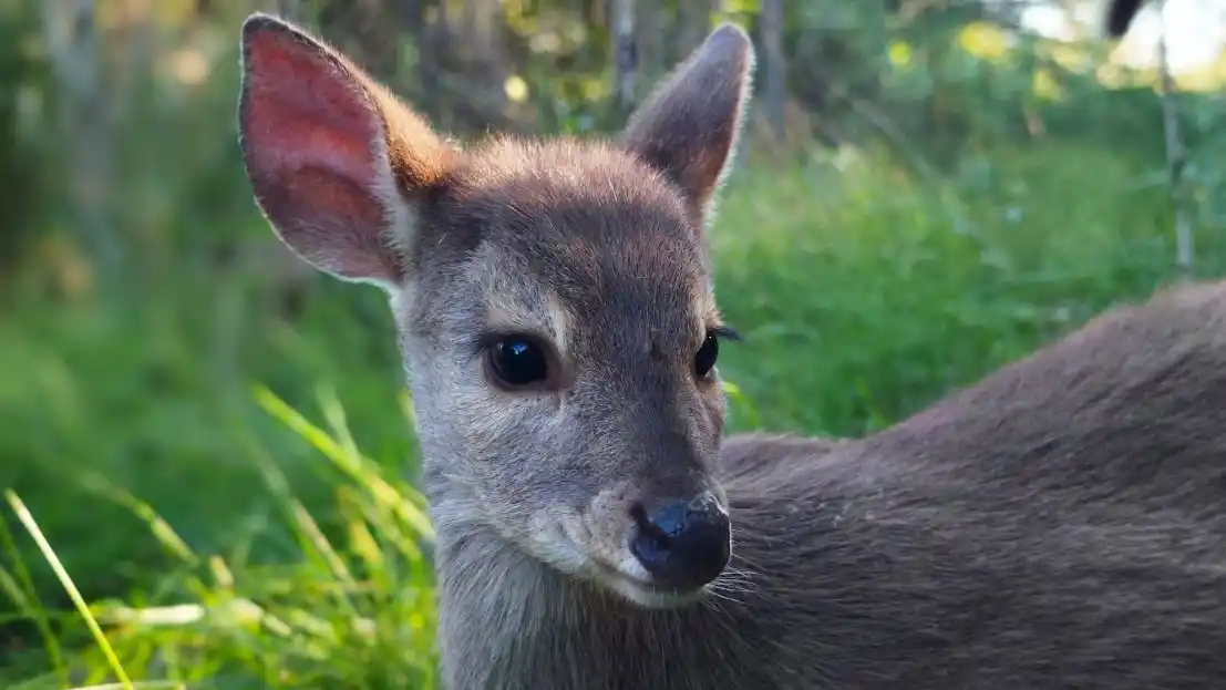 La corzuela parda regresó a la Reserva El Potrero luego de años de ausencia