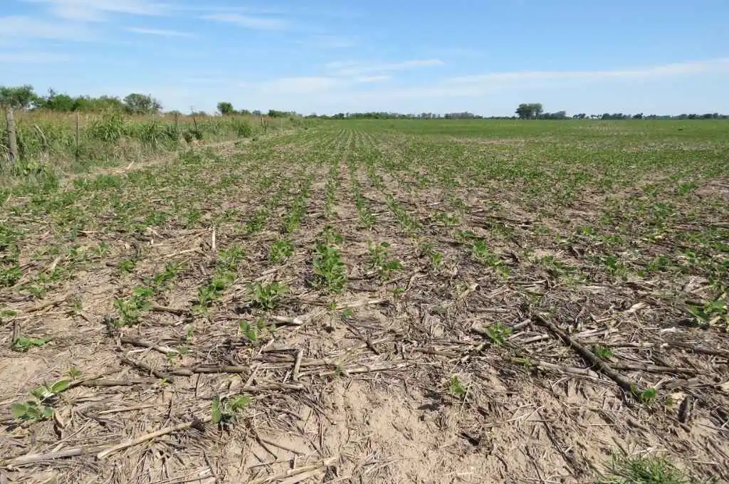 El área sembrada de soja caería a unos 16,5 millones de hectáreas