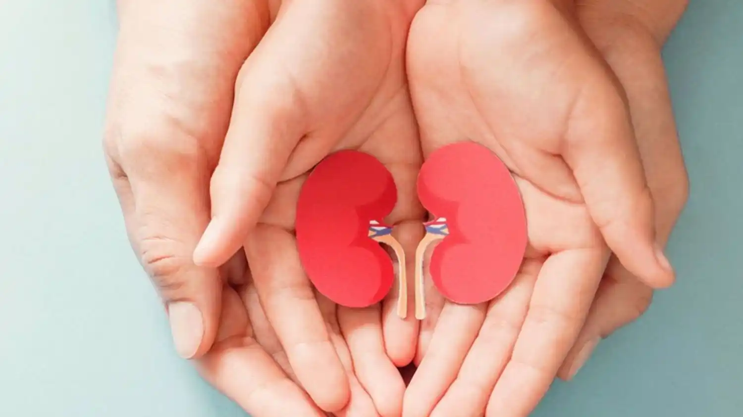 Los riñones cumplen funciones vitales en el organismo