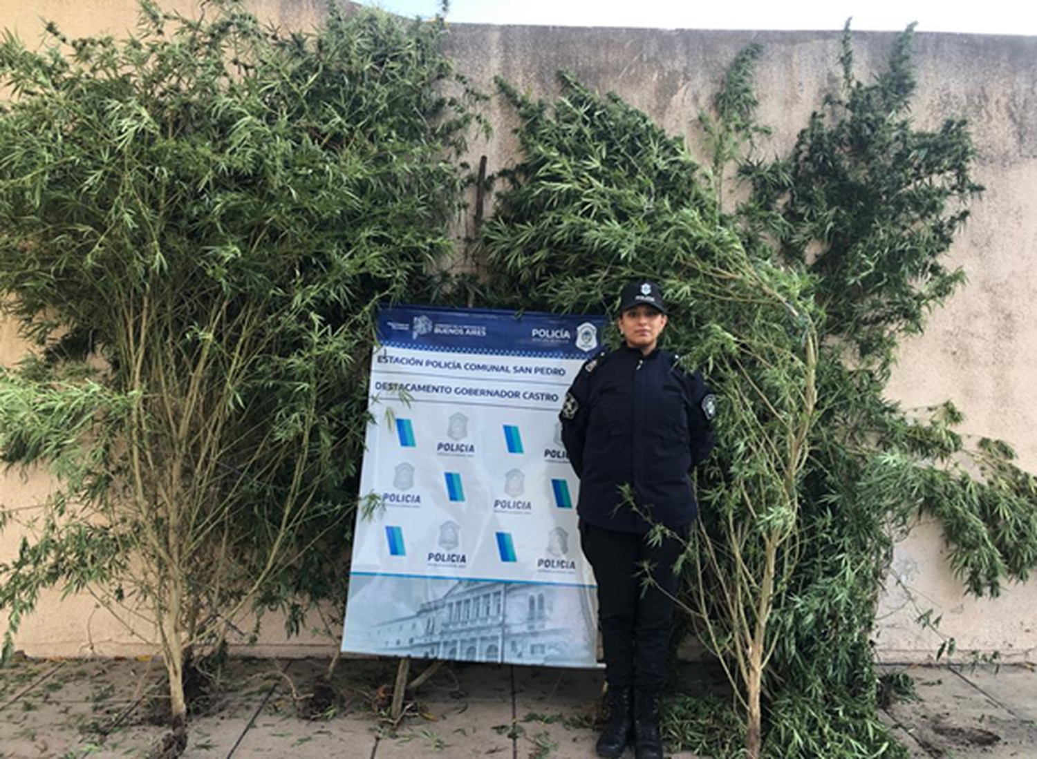 Gobernador Castro: lo allanaron por un robo y le secuestraron 10 plantas de marihuana
