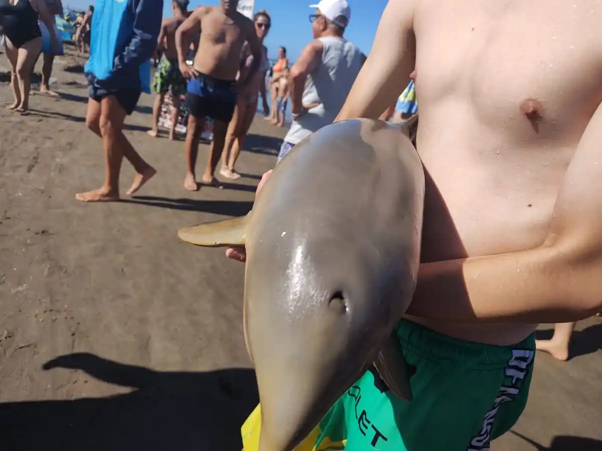 Rompió el silencio el joven de Florencio Varela que sacó un delfín del agua en Mar del Tuyú y terminó muerto: qué dijo