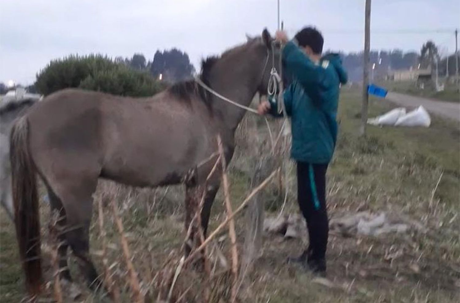 La historia detrás del robo de "Tango", un caballo que ayudaba a un nene con dislexia