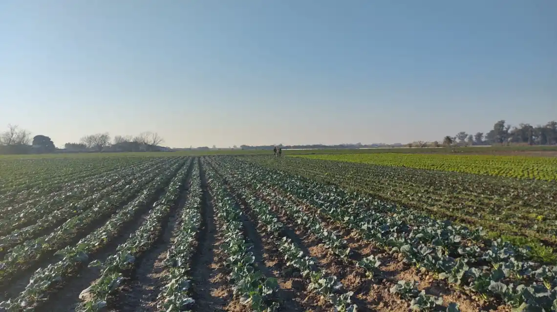 Se implementan Buenas Prácticas Agrícolas en la producción hortícola santafesina