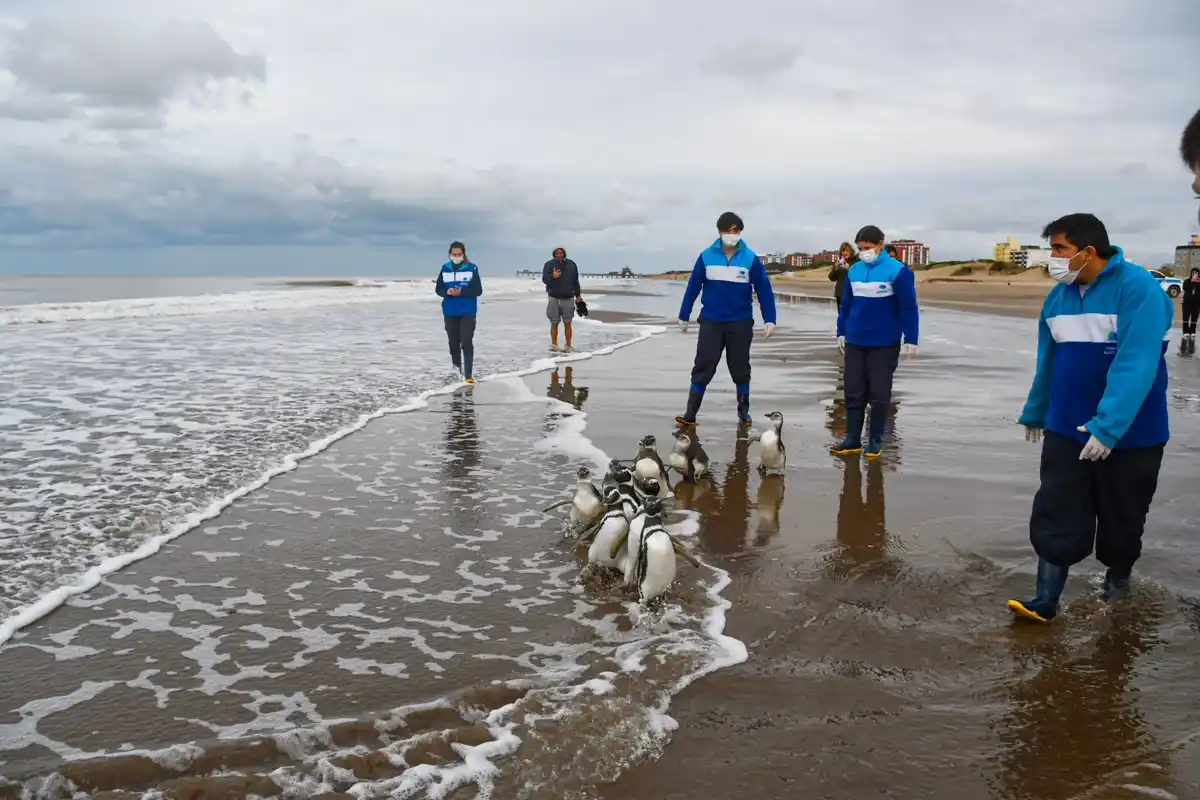 pingüinos - San Clemente del Tuyú
