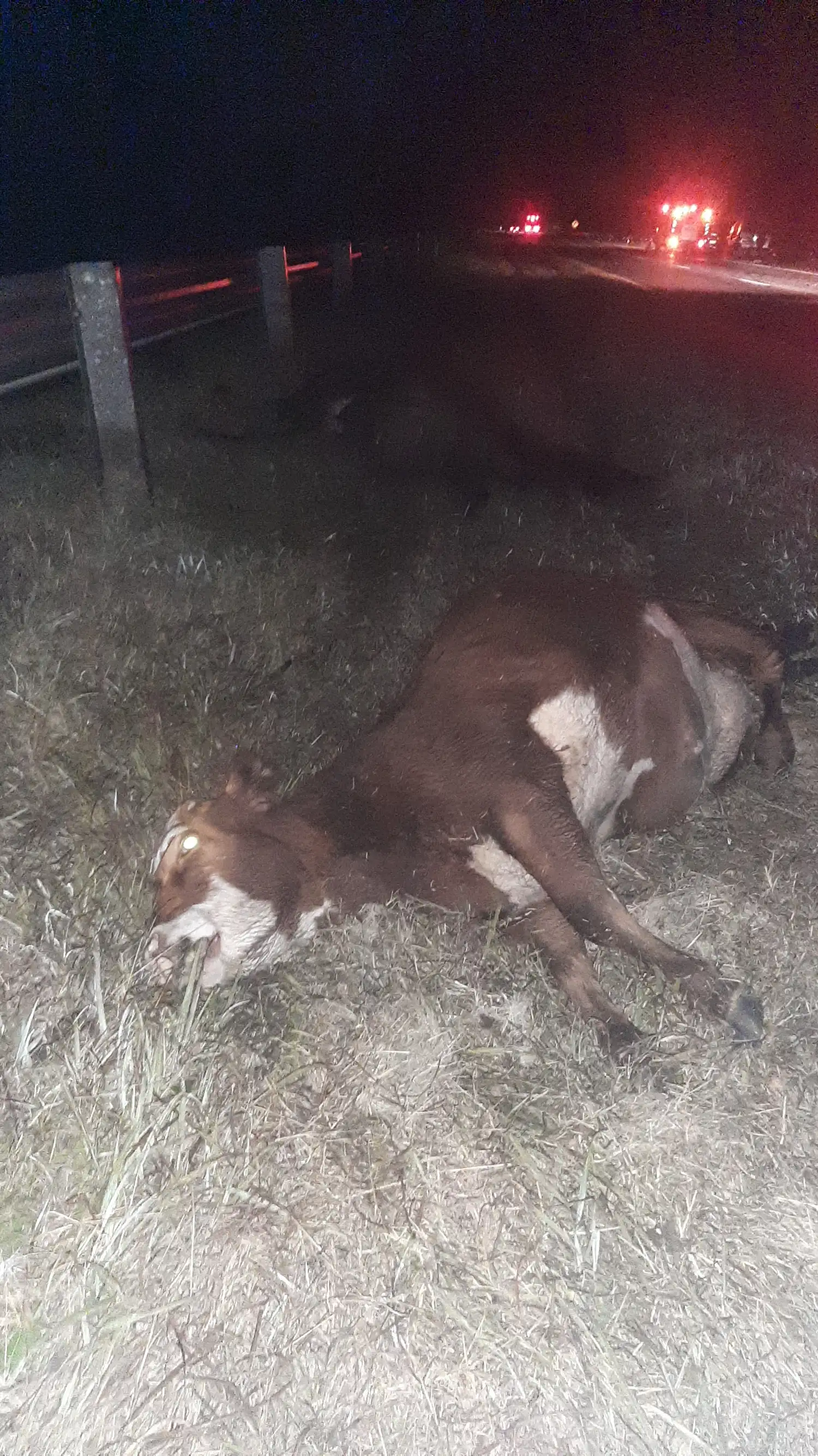 Una camioneta chocó contra dos vacunos sueltos en la Ruta 12 y un camión volcó en Brazo Largo