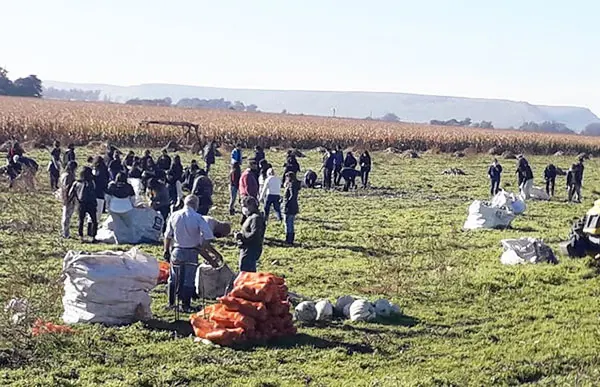 Estudiantes cosecharon zapallos con agricultores en Balcarce