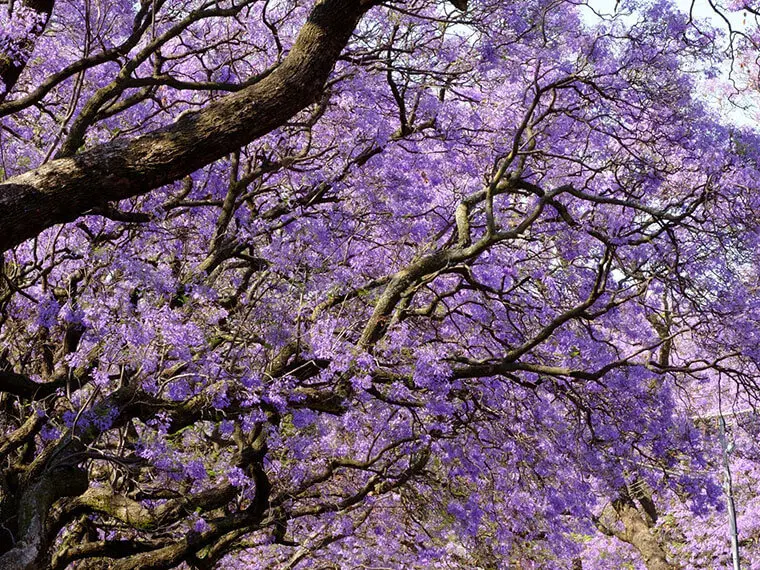 Un árbol se desplomó sobre un auto que circulaba en el centro
