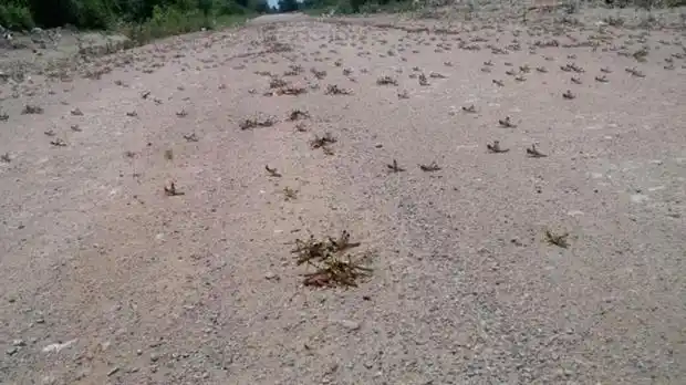 La llegada a Entre Ríos de la langosta depende del control en la zona endémica